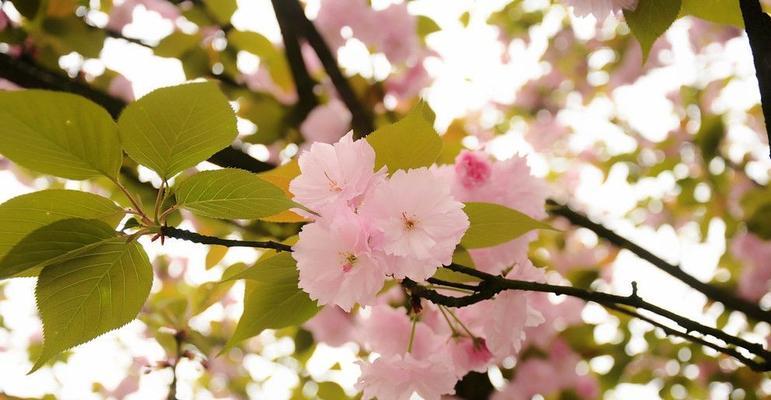 樱花什么时候开始长花苞？如何判断花期？