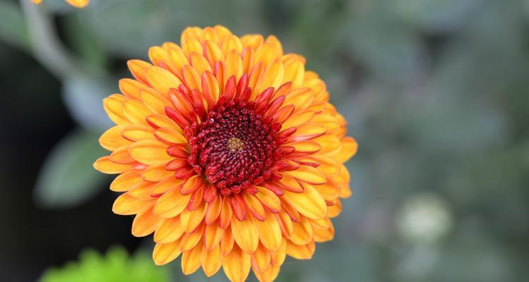 长寿菊的花语（揭示长寿菊花语）