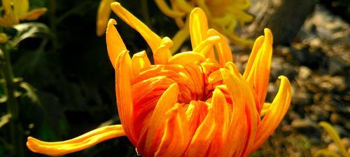 长寿菊的花语（揭示长寿菊花语）