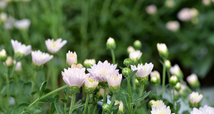 长寿菊的花语（揭示长寿菊花语）