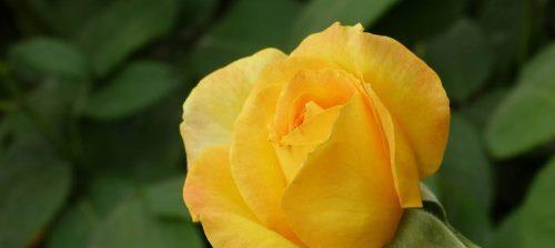 黄玫瑰花语解读（每一朵黄玫瑰都有其特殊的寓意）