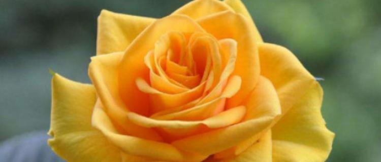 黄玫瑰花语解读（每一朵黄玫瑰都有其特殊的寓意）
