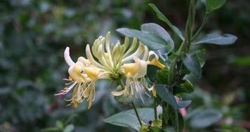 金银花花语与寓意代表的意义（探索金银花花语）