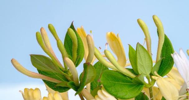 金银花花语与寓意代表的意义（探索金银花花语）