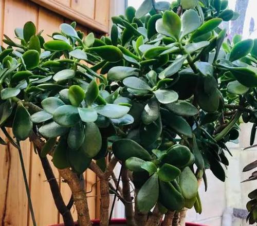 玉树移盆后需要浇水吗？移盆后的正确浇水方法是什么？