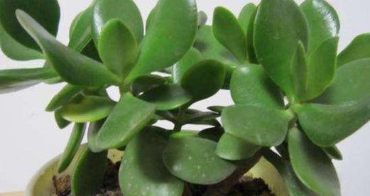 玉树移盆后需要浇水吗?移盆后的正确浇水方法是什么? 玉树移盆后需要浇水吗?移盆后的正确浇水方法是什么?