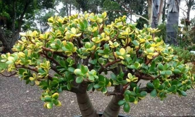 玉树移盆后需要浇水吗?移盆后的正确浇水方法是什么? 玉树移盆后需要浇水吗?移盆后的正确浇水方法是什么?