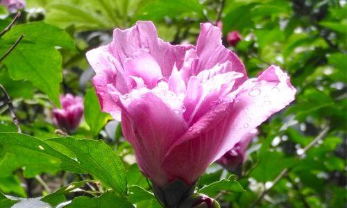 木槿花语的意义与传承（探寻木槿花的深层寓意）