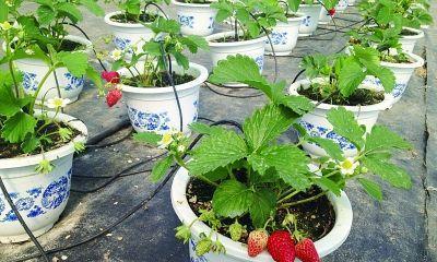 草莓浇水的正确方法是什么？如何确保水分充足且不积水？