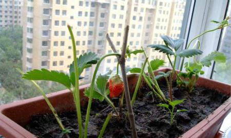 草莓浇水的正确方法是什么？如何确保水分充足且不积水？