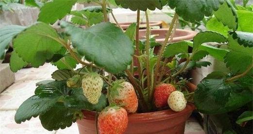 草莓浇水的正确方法是什么？如何确保水分充足且不积水？