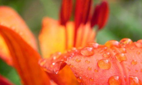 橙色百合花语的深意（探寻橙色百合花语的神秘魅力）