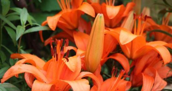 橙色百合花语的深意（探寻橙色百合花语的神秘魅力）