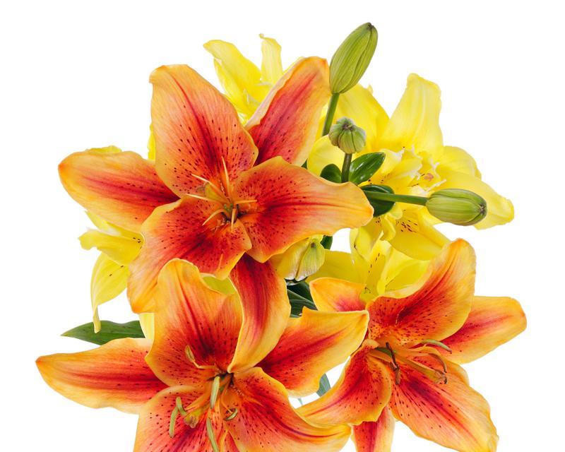 橙色百合花语的深意（探寻橙色百合花语的神秘魅力）