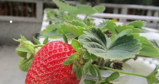 草莓种植的最佳月份是什么时候？如何正确种植草莓？