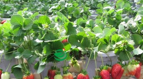 草莓种植的最佳月份是什么时候？如何正确种植草莓？
