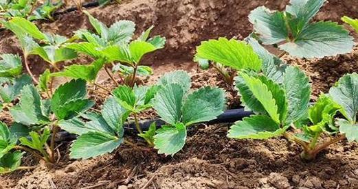 草莓种植的最佳月份是什么时候？如何正确种植草莓？