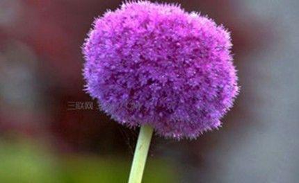 紫色三叶草的花语（探寻紫色三叶草的深意）