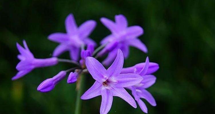 紫色三叶草的花语（探寻紫色三叶草的深意）