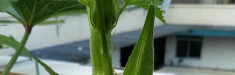 秋葵怎么保存时间长？有效延长秋葵新鲜度的秘诀是什么？