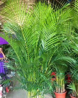 富贵椰子的象征意义及寓意（探究富贵椰子的文化象征与内涵）