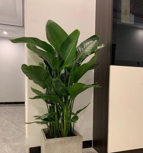 富贵椰子的象征意义及寓意（探究富贵椰子的文化象征与内涵）