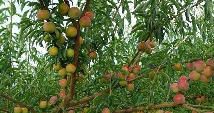 李子亩产量一般是多少斤？种植李子的市场行情如何？