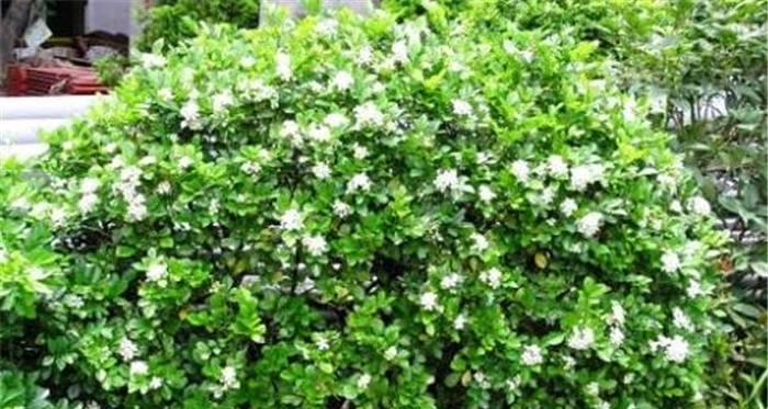 七里香的花语之美（用一朵花）