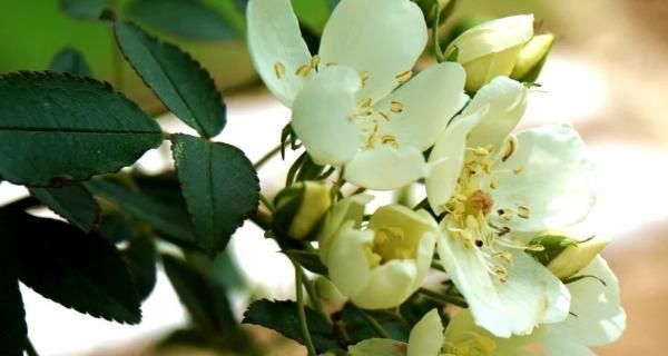 七里香的花语之美（用一朵花）