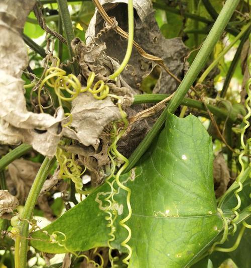 丝瓜出现苦味还能食用吗？如何处理苦味丝瓜？