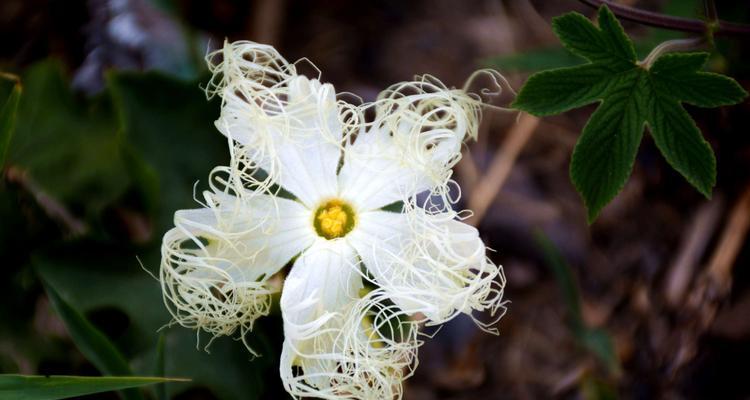 流苏花的花语与美丽传承（探寻流苏花的意义与象征）
