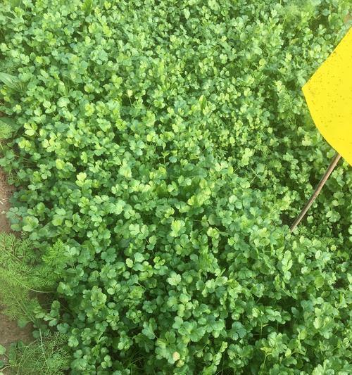 香菜耐寒多少度?种植香菜时如何应对低温天气? 香菜耐寒多少度?种植香菜时如何应对低温天气?