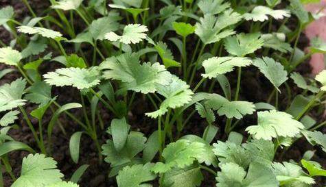 香菜耐寒多少度?种植香菜时如何应对低温天气? 香菜耐寒多少度?种植香菜时如何应对低温天气?