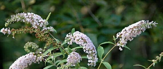 醉鱼草（探寻醉鱼草的花语）