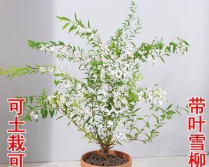 家里养雪柳风水好吗？雪柳在家居风水中的作用是什么？