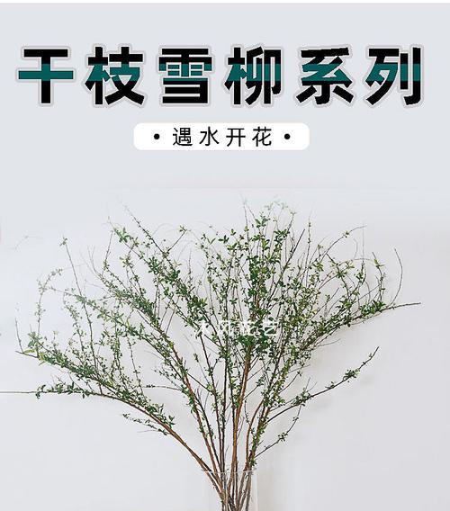 家里养雪柳风水好吗？雪柳在家居风水中的作用是什么？