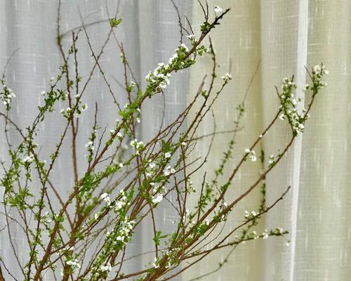 家里养雪柳风水好吗？雪柳在家居风水中的作用是什么？