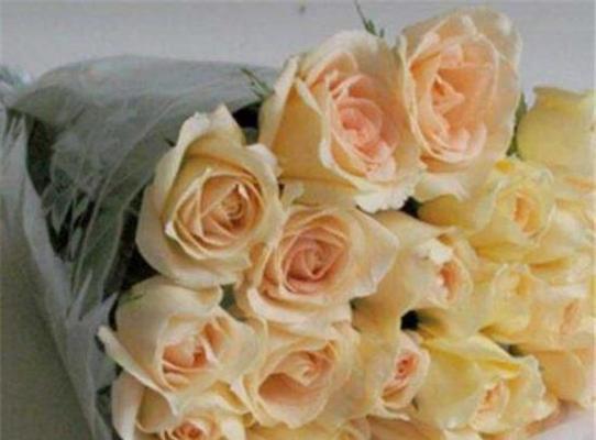 香槟玫瑰的花语及意义解读（探寻香槟玫瑰所传递的情感与寓意）