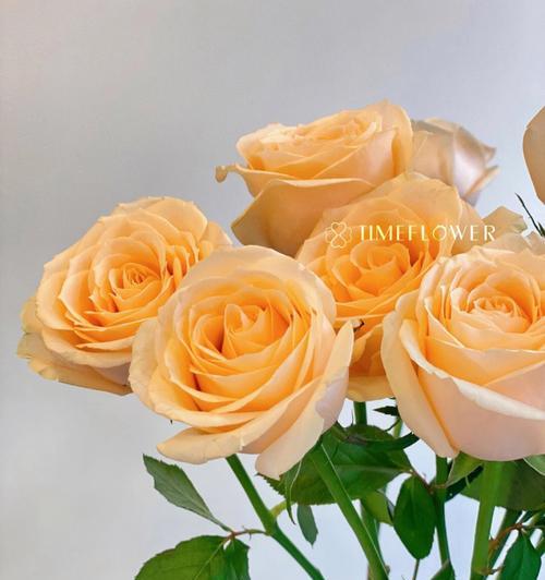 香槟玫瑰的花语及意义解读（探寻香槟玫瑰所传递的情感与寓意）