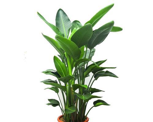 天堂鸟移盆后需要浇水吗？移盆后的正确护理方法是什么？