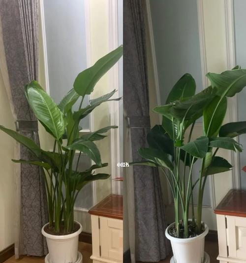 天堂鸟移盆后需要浇水吗？移盆后的正确护理方法是什么？