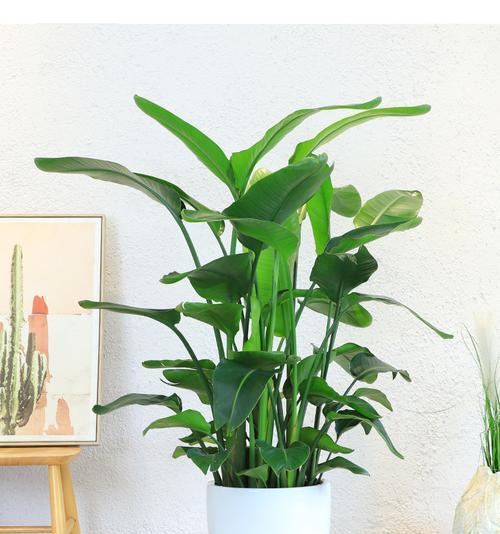 天堂鸟移盆后需要浇水吗？移盆后的正确护理方法是什么？