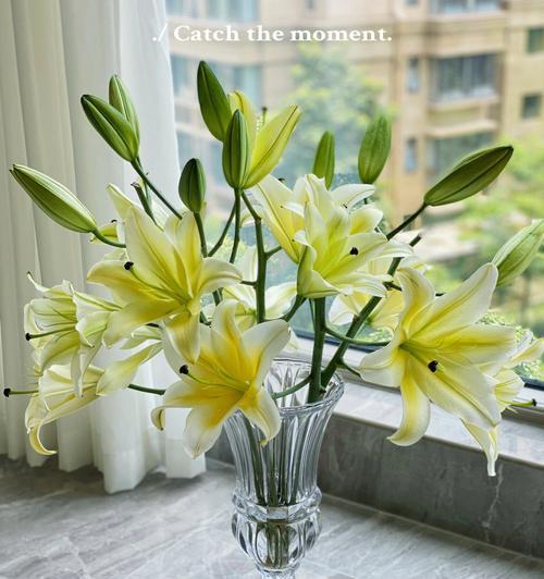 黄天霸百合花语之美（春天的黄金花海）