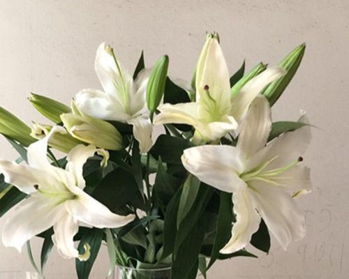 黄天霸百合花语之美（春天的黄金花海）