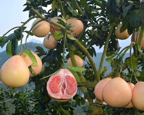 红心柚子什么时候成熟？如何挑选最佳季节的红心柚子？