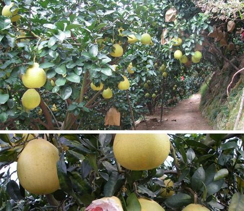 红心柚子什么时候成熟？如何挑选最佳季节的红心柚子？