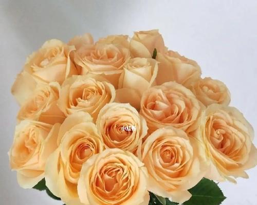 21朵香槟玫瑰的花语（美丽）