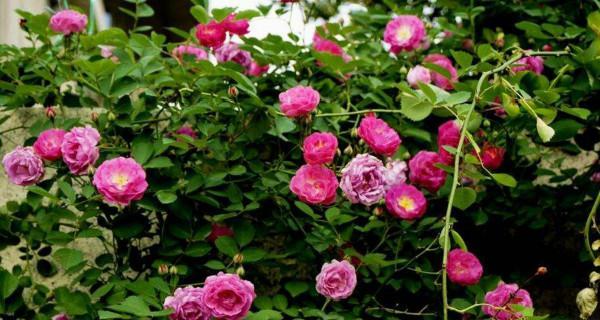 家里可以种蔷薇花吗？蔷薇花种植的注意事项有哪些？