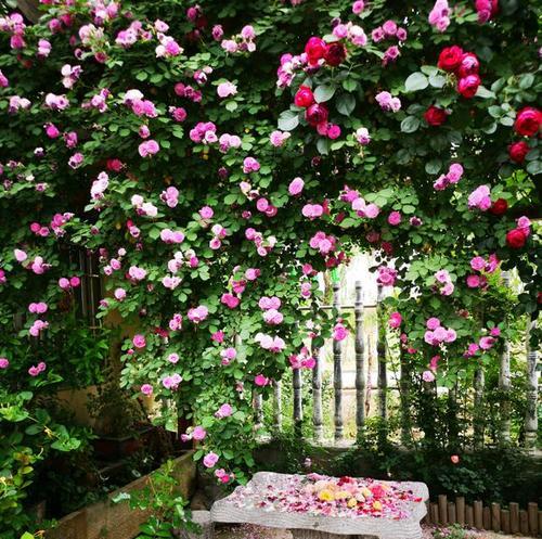 家里可以种蔷薇花吗？蔷薇花种植的注意事项有哪些？