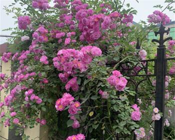 家里可以种蔷薇花吗？蔷薇花种植的注意事项有哪些？